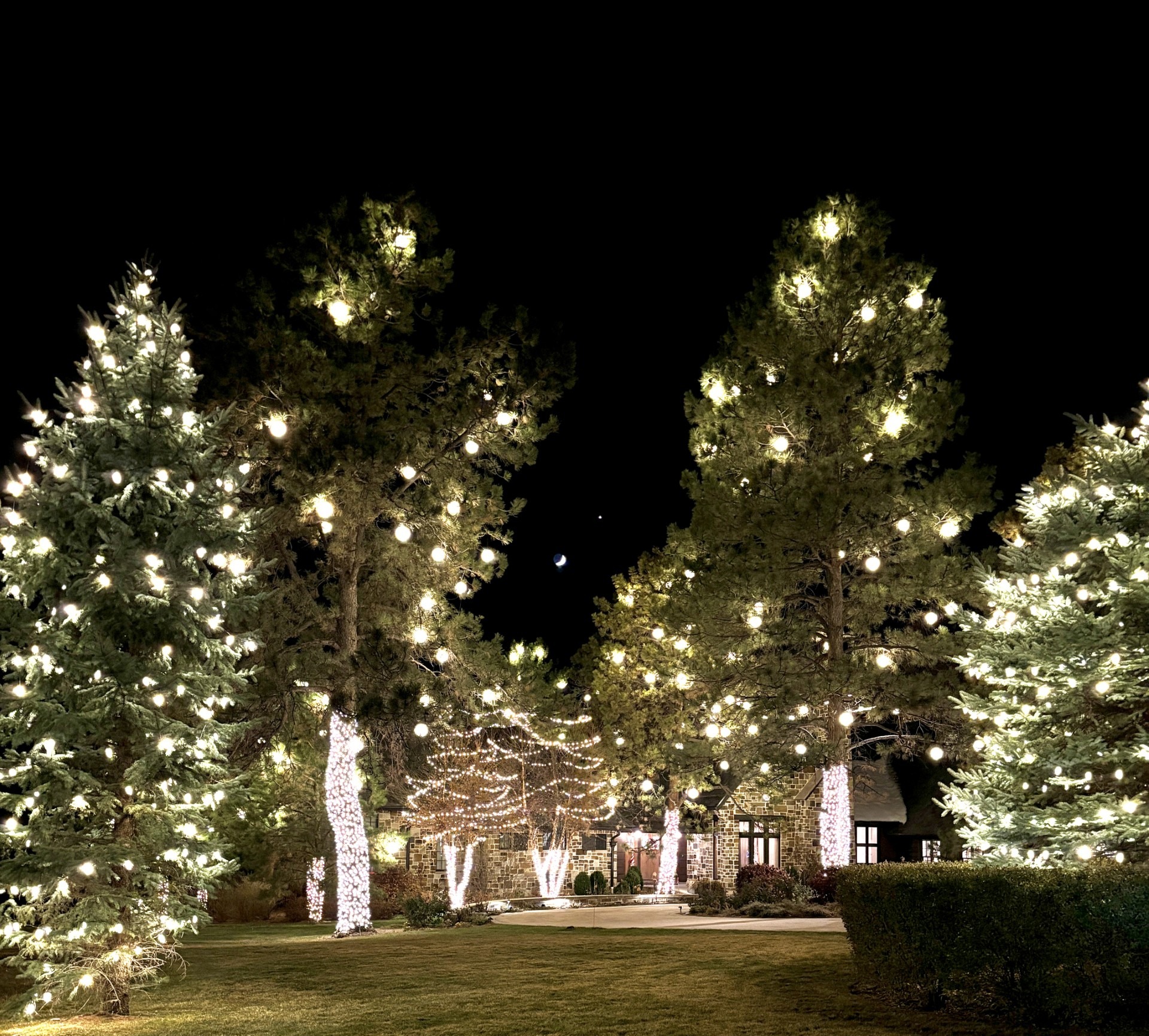 Tall evergreen trees adorned with numerous lights, illuminating a dark night, surrounding a house. Calm, festive setting with glowing trees and a crescent moon.