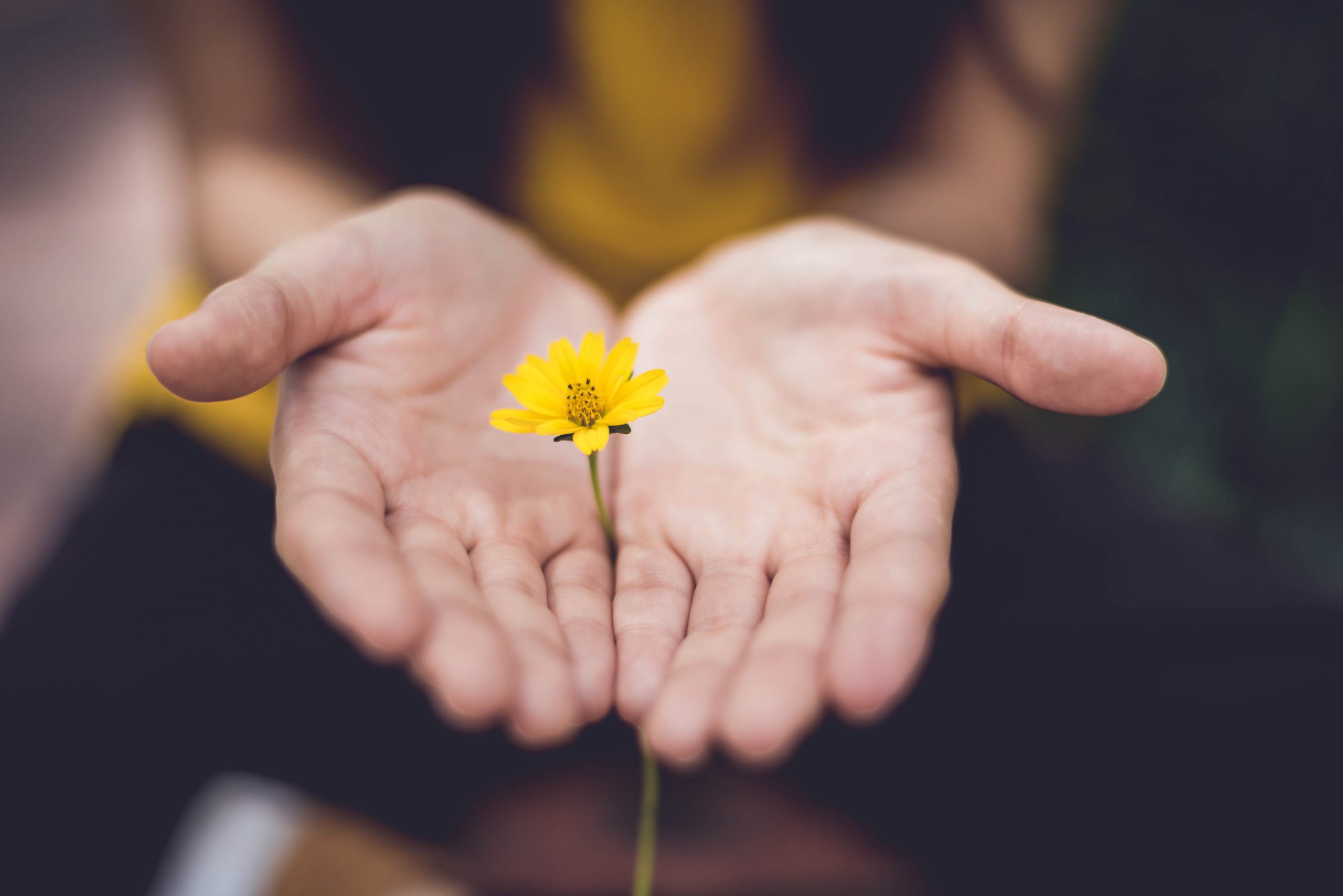 A person gently holds a small yellow flower in open hands, symbolizing care and beauty, with a blurred background.