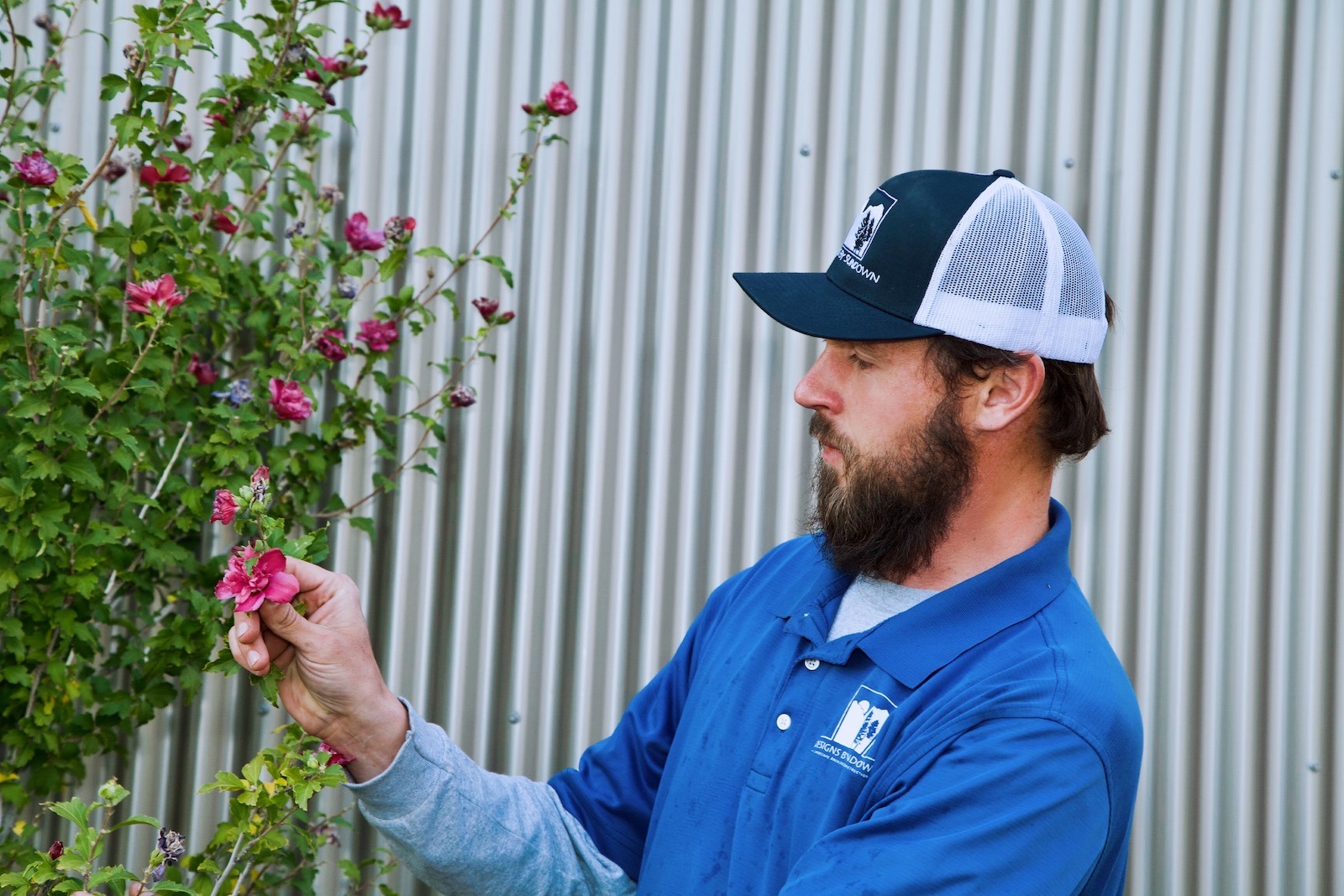 A person examines pink flowers on a bush against a corrugated metal background, wearing a blue shirt and a dark cap.